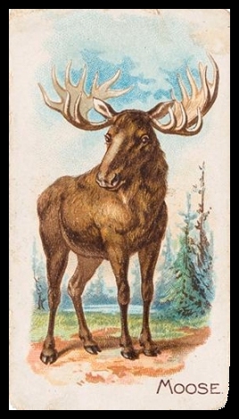 E28 Moose.jpg